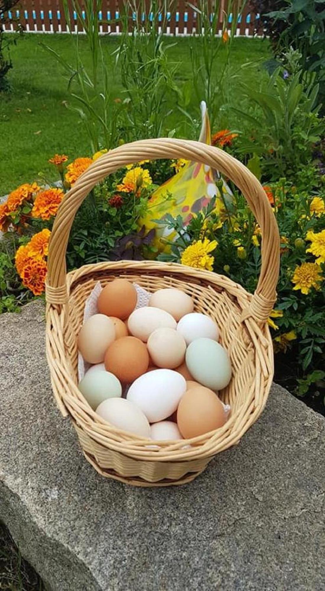 منزل الضيف Kollnburg  في Ferienbauernhof Mehlbach المظهر الخارجي الصورة